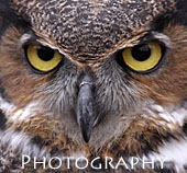 Professional Photography Michigan